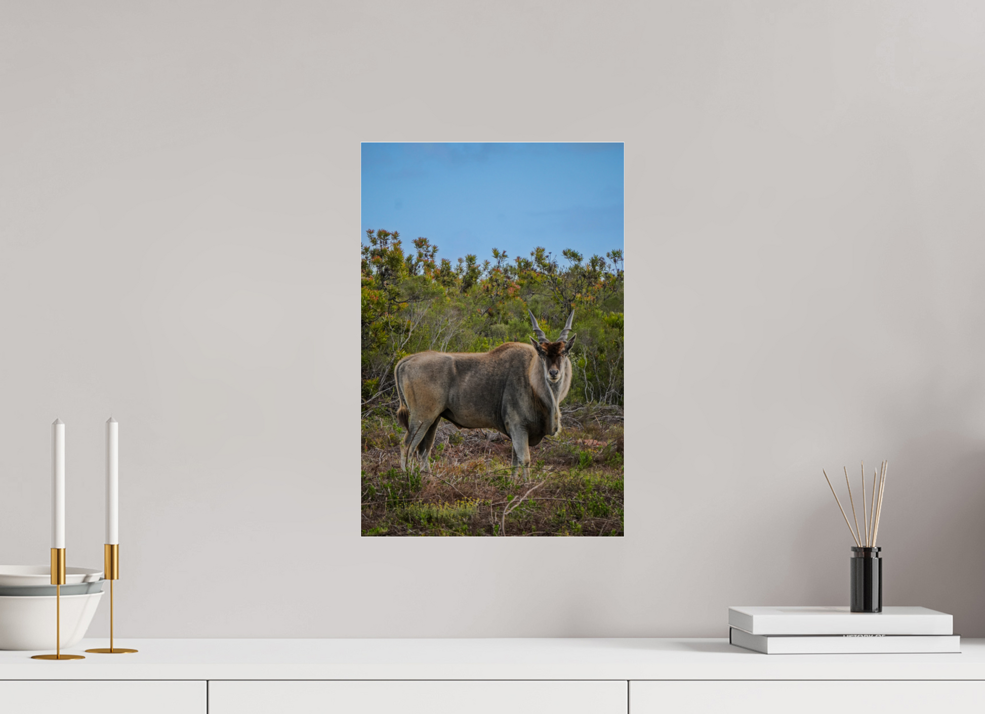 30 x 45 cm, Photo Print Under Acrylic Glass Eland Antilope