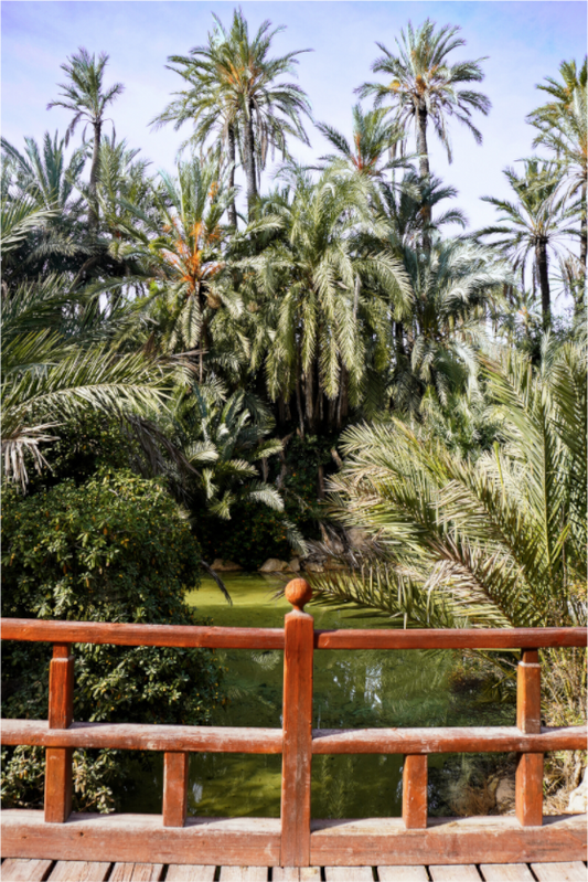 Main image Las Palmeras