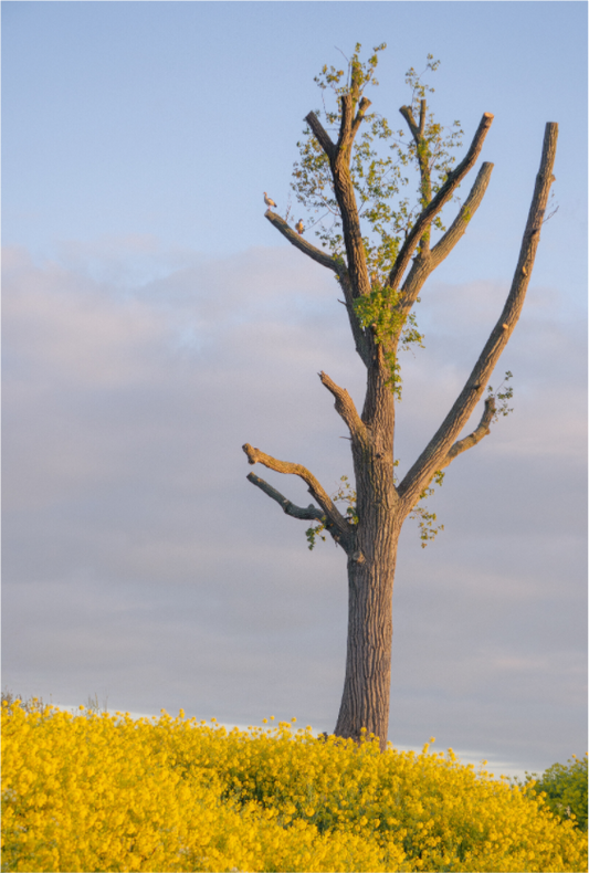 Main image The Quiet Tree