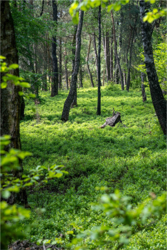 Main image The Forest Heart
