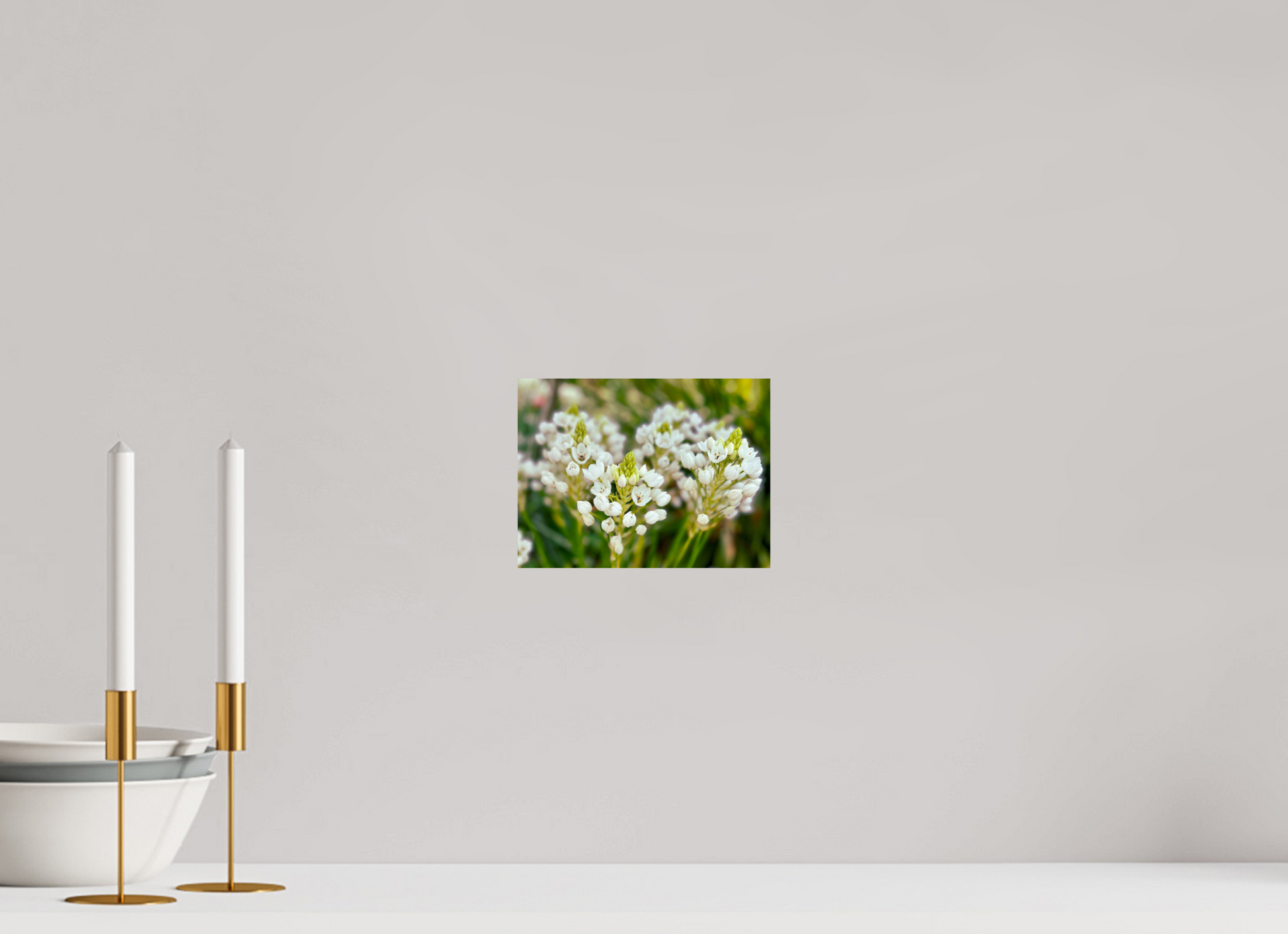 20 x 15 cm, Photo Print On Fuji Crystal DP II Ornithogalum Arabicum