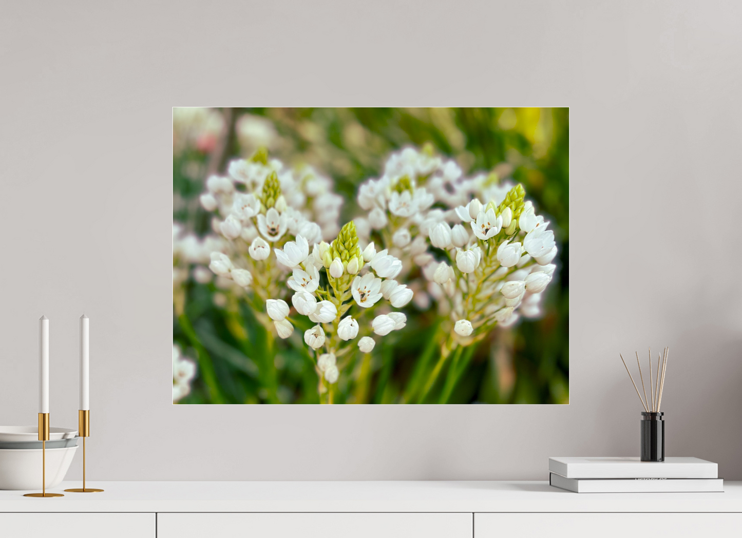 60 x 45 cm, Photo Print Under Acrylic Glass Ornithogalum Arabicum