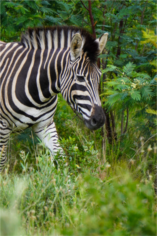 Main image Zebra