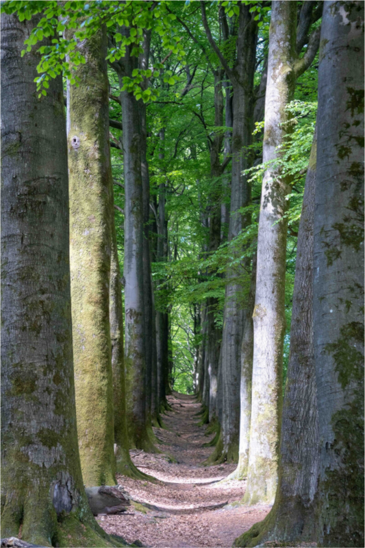 Main image Emerald Corridor