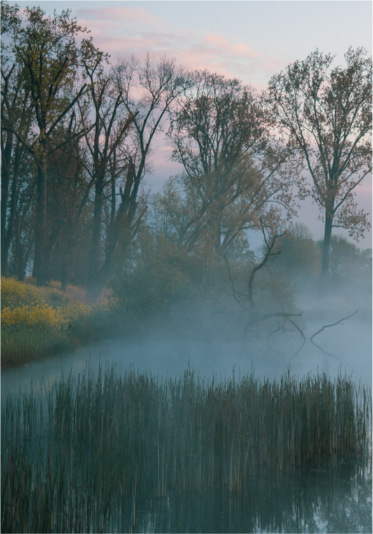 Main image Veil of Silence