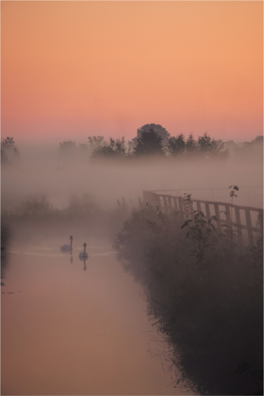 Main image Swans in the Morning Mist