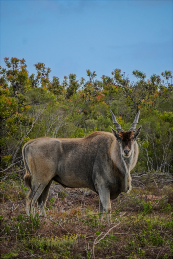 Main image Eland Antilope