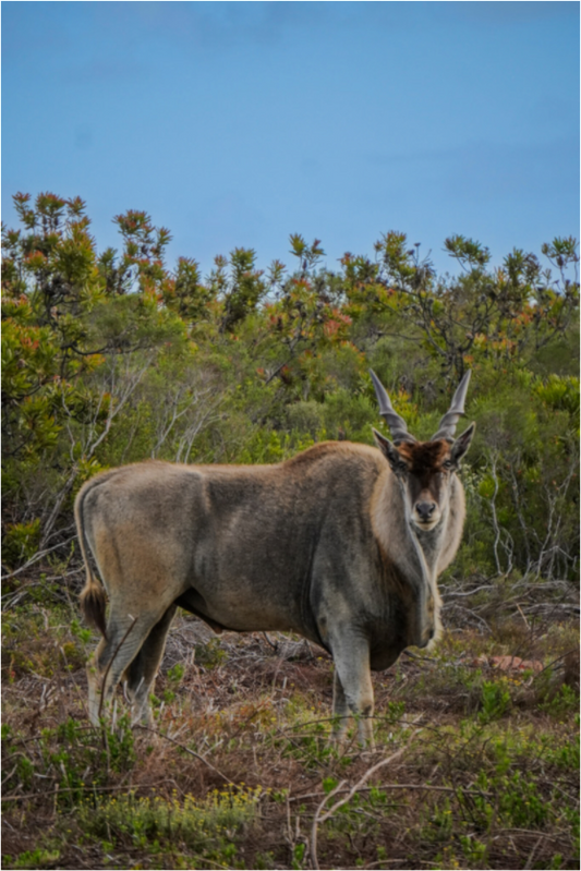 Main image Eland Antilope