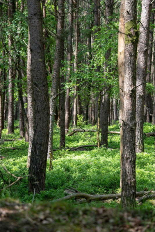 Main image Forest Stillness