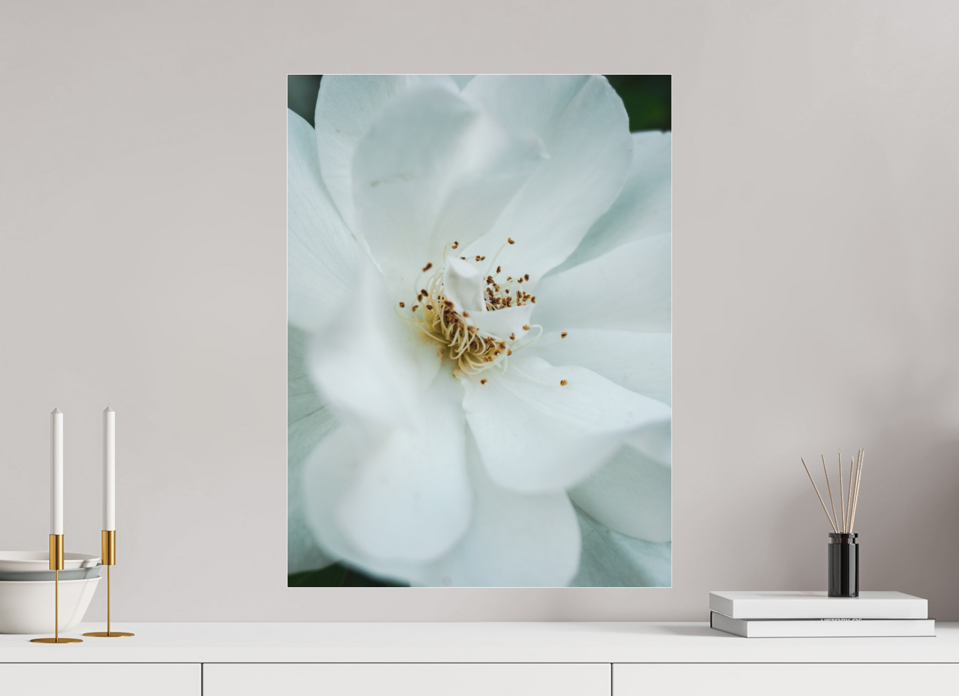 45 x 60 cm, Photo Print Under Acrylic Glass White camelia