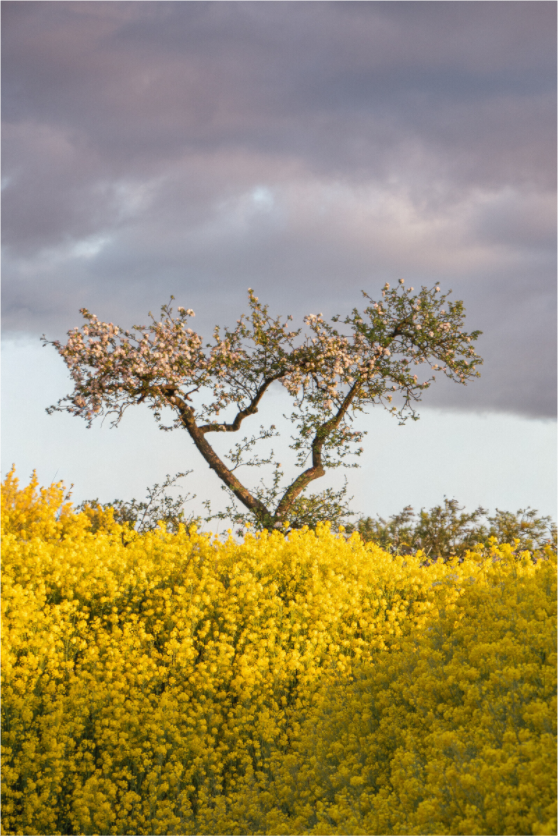 Main image Blooming Against the Storm