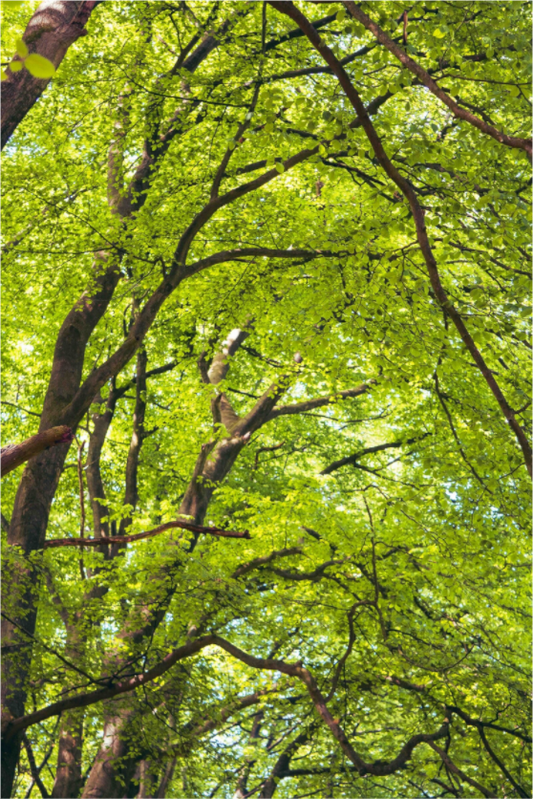 Main image The Green Above