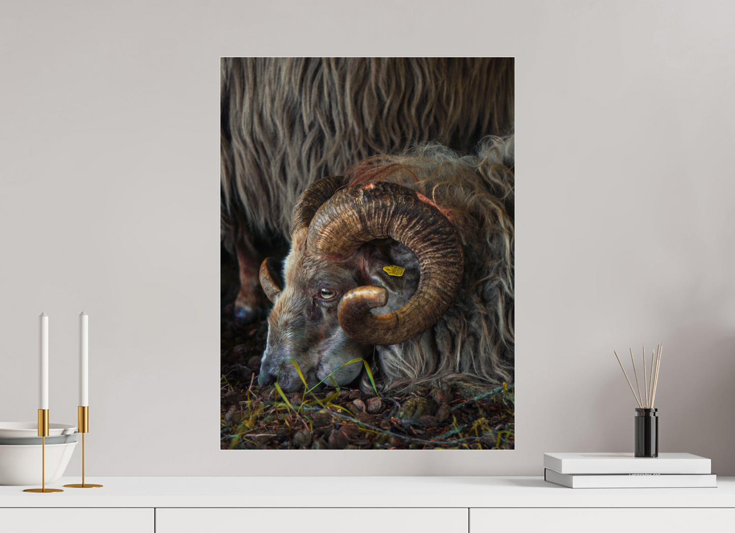 45 x 60 cm, Photo Print Under Acrylic Glass Drentse heidenschaap