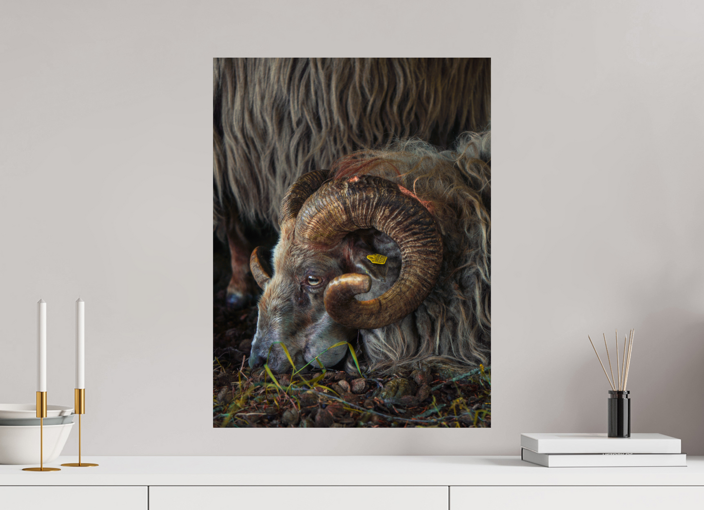 45 x 60 cm, Photo Print On Fuji Crystal DP II Drentse heidenschaap