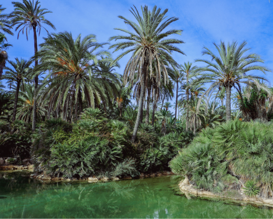 Main image Las palmeras