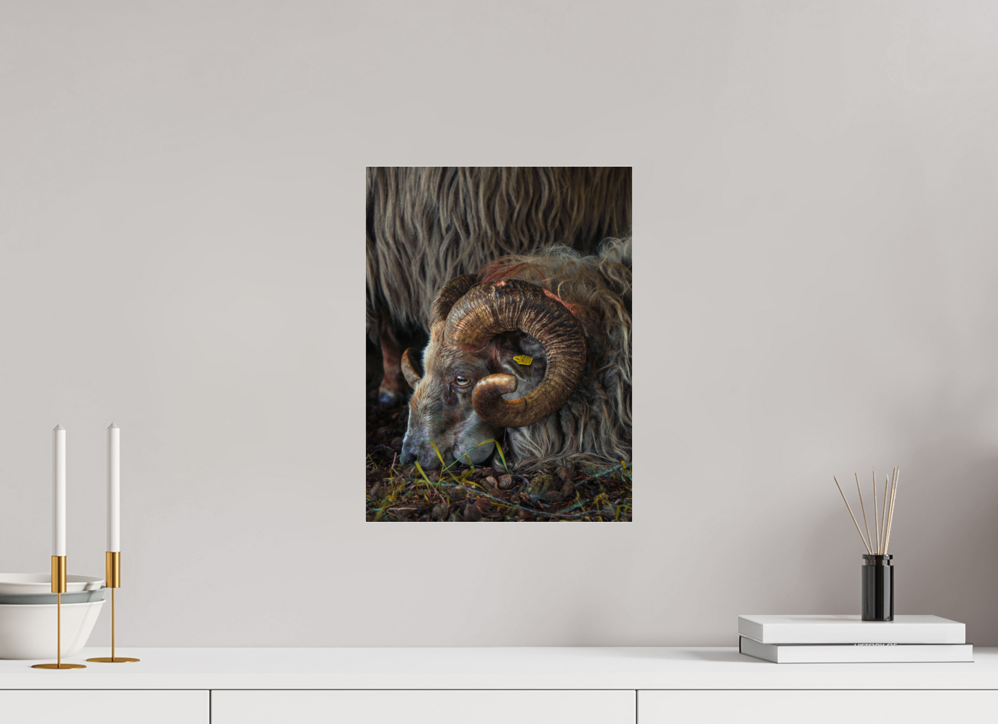 30 x 40 cm, Photo Print Under Acrylic Glass Drentse heidenschaap