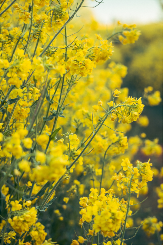 Main image Golden Bloom