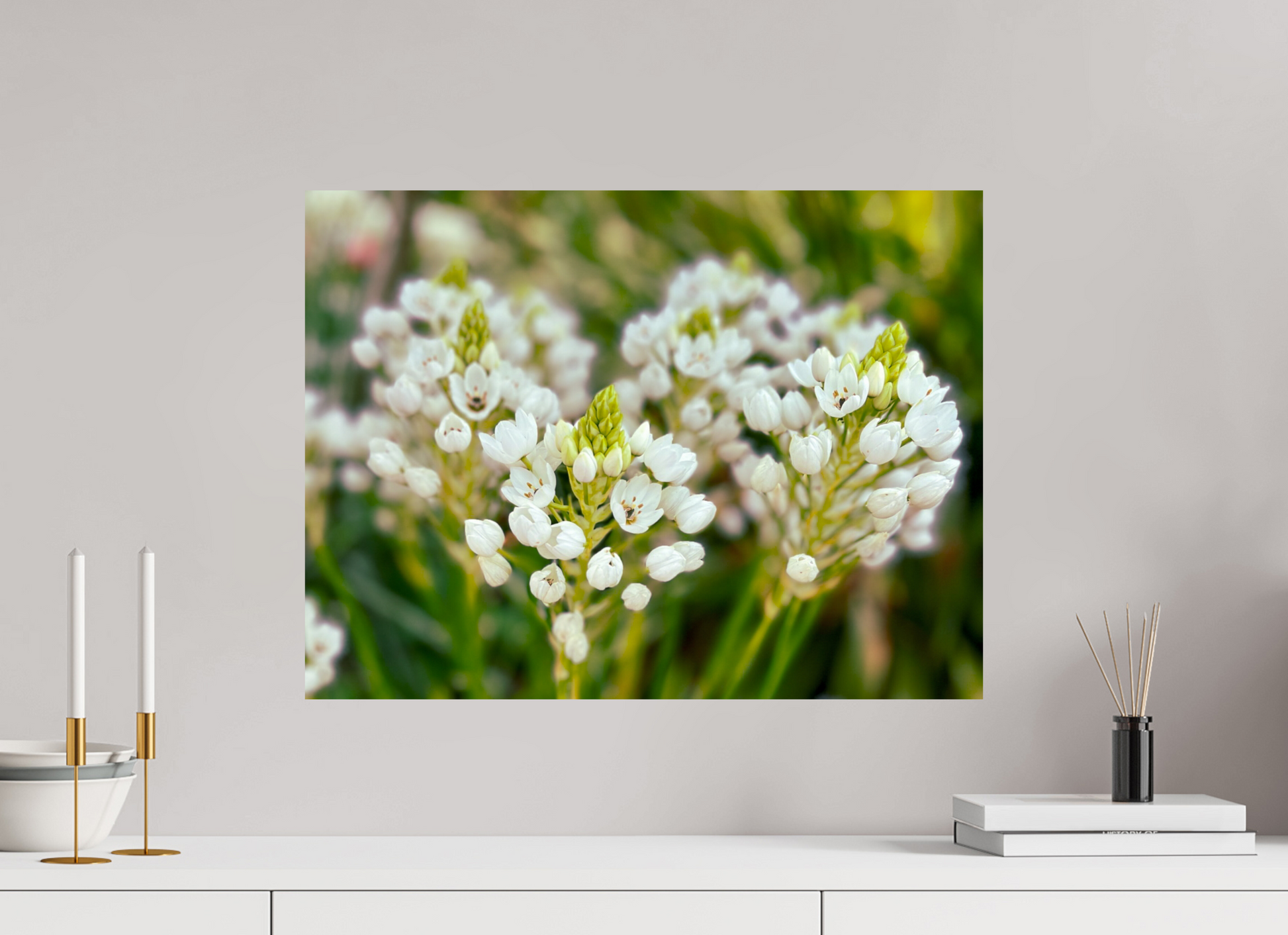 60 x 45 cm, Photo Print On Fuji Crystal DP II Ornithogalum Arabicum