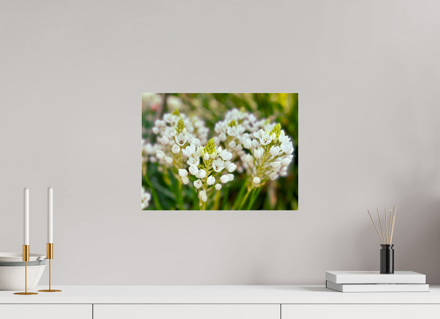 40 x 30 cm, Photo Print Under Acrylic Glass Ornithogalum Arabicum