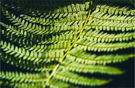 Main image Fern