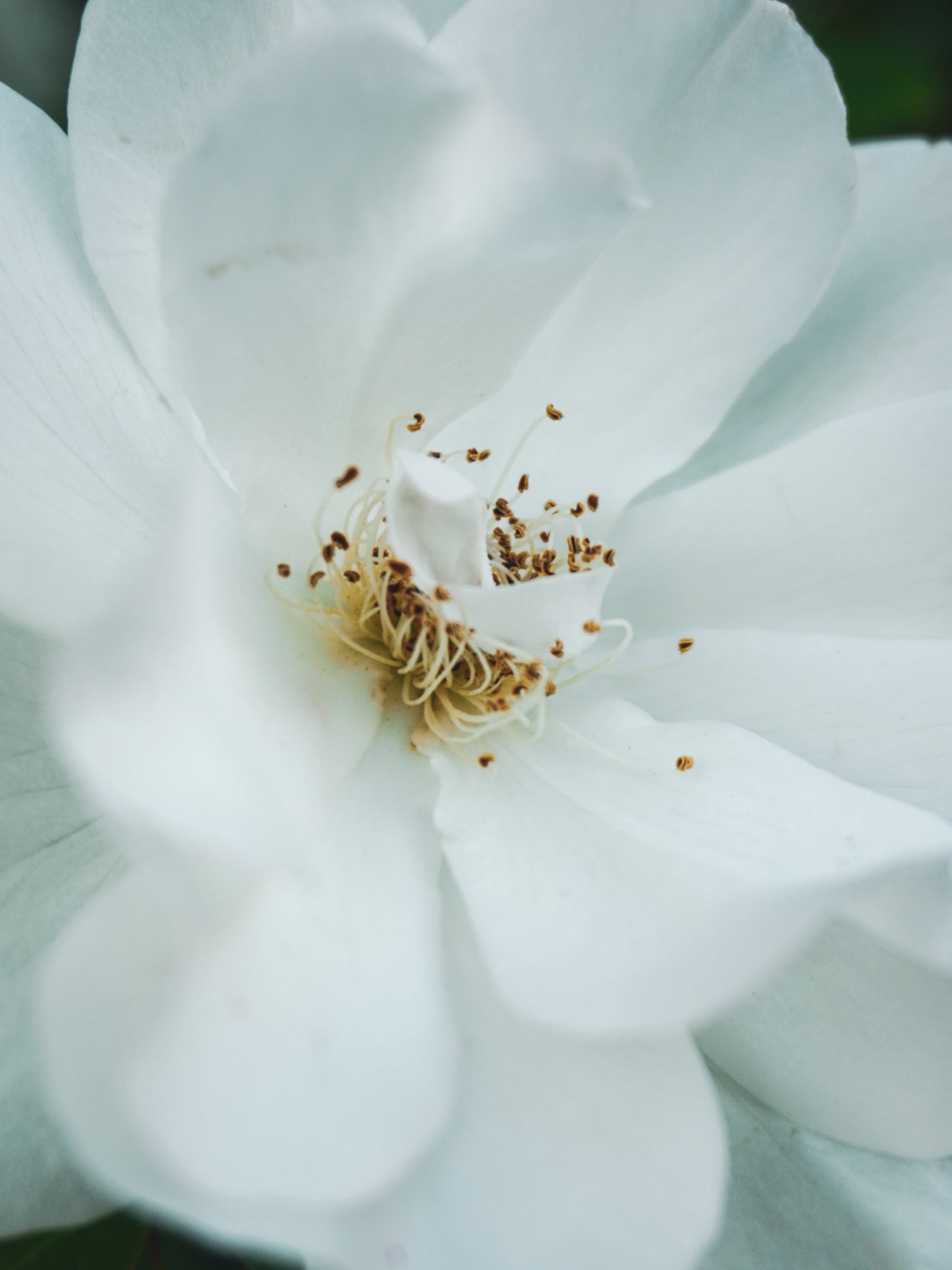 White camelia