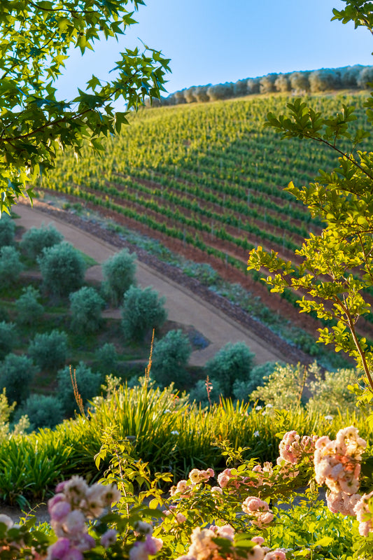 Stellenbosch Fields – South Africa Landscape Photography Print