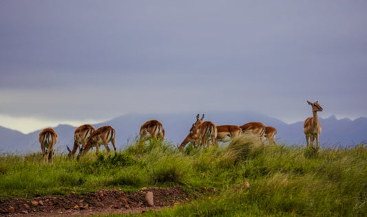 Gondwana