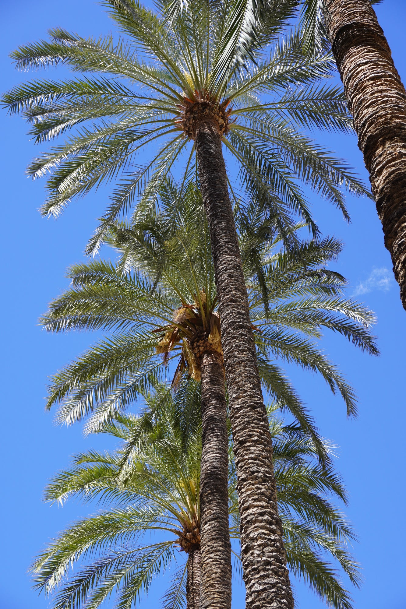 Palmeras