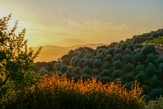 Stellenbosch fields