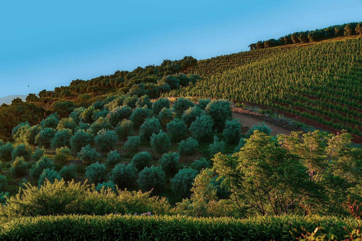 Stellenbosch Fields – South Africa Landscape Photography Print