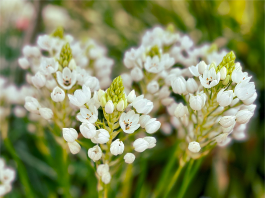 Main image Ornithogalum Arabicum