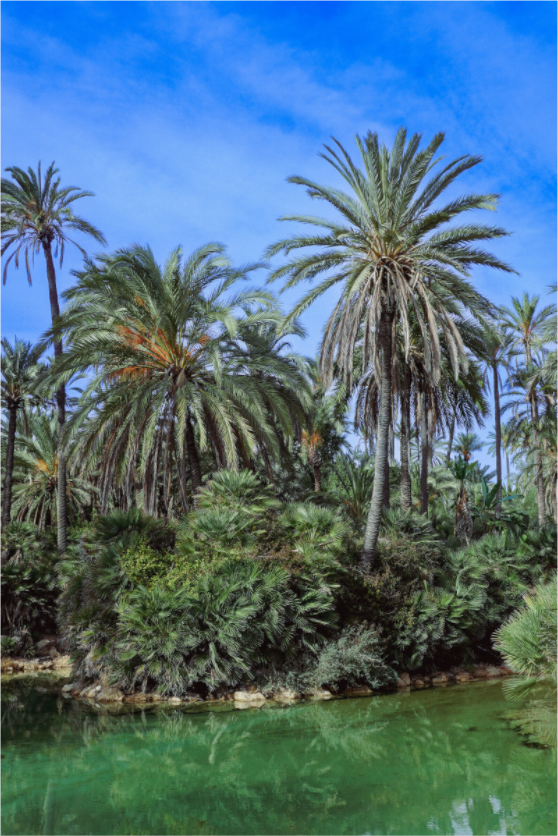 Main image Las palmeras