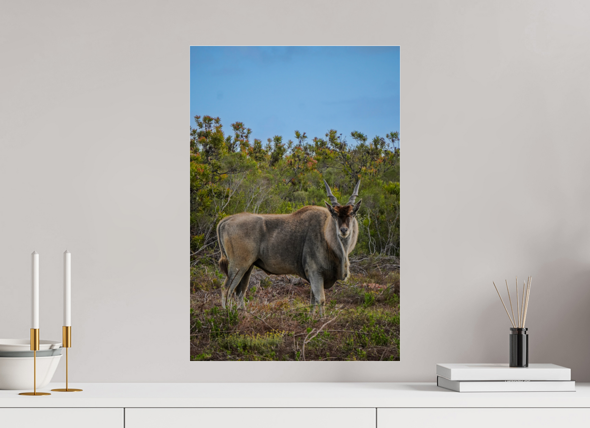 40 x 60 cm, Photo Print Under Acrylic Glass Eland Antilope