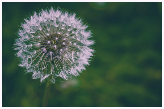 Main image Make a wish