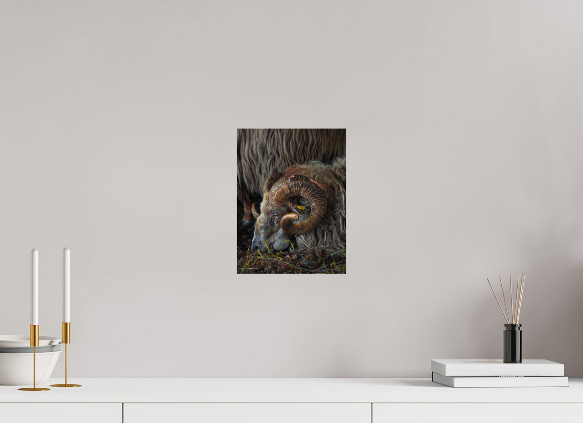21 x 28 cm, Photo Print Under Acrylic Glass Drentse heidenschaap