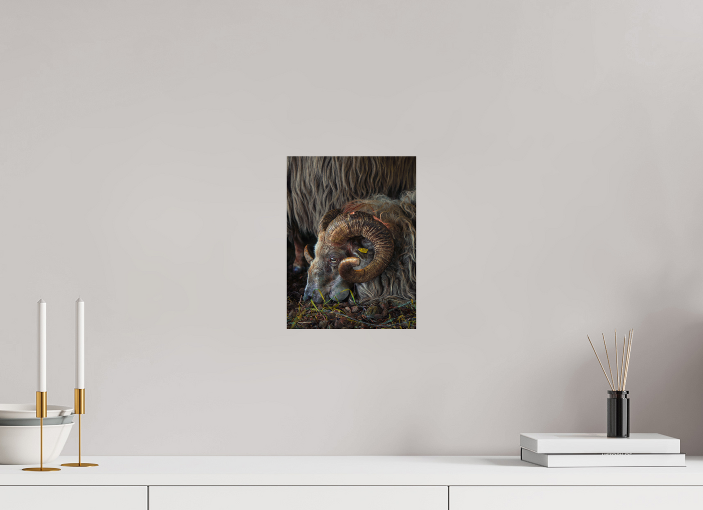 21 x 28 cm, Photo Print On Fuji Crystal DP II Drentse heidenschaap