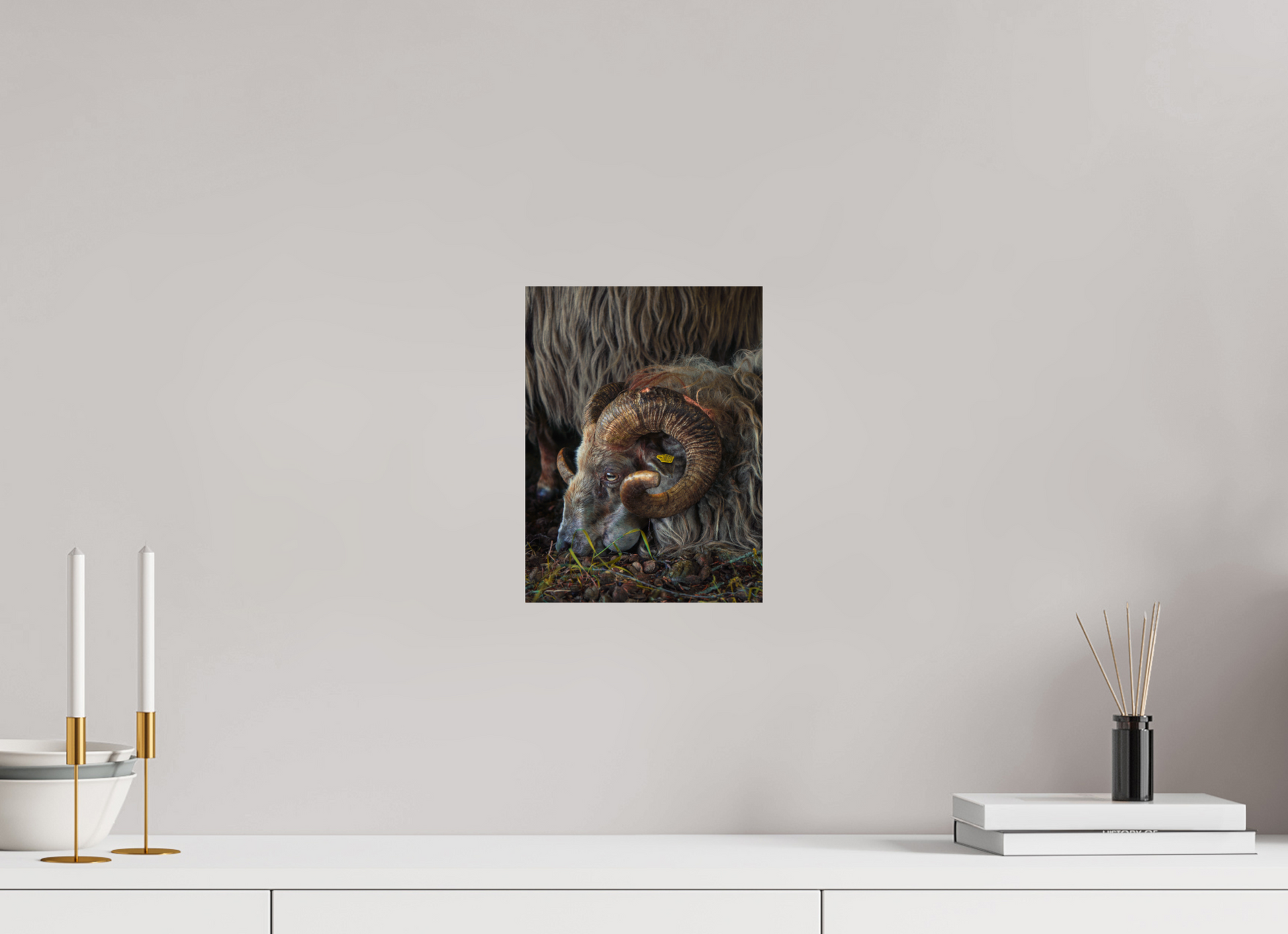 21 x 28 cm, Photo Print On Fuji Crystal DP II Drentse heidenschaap