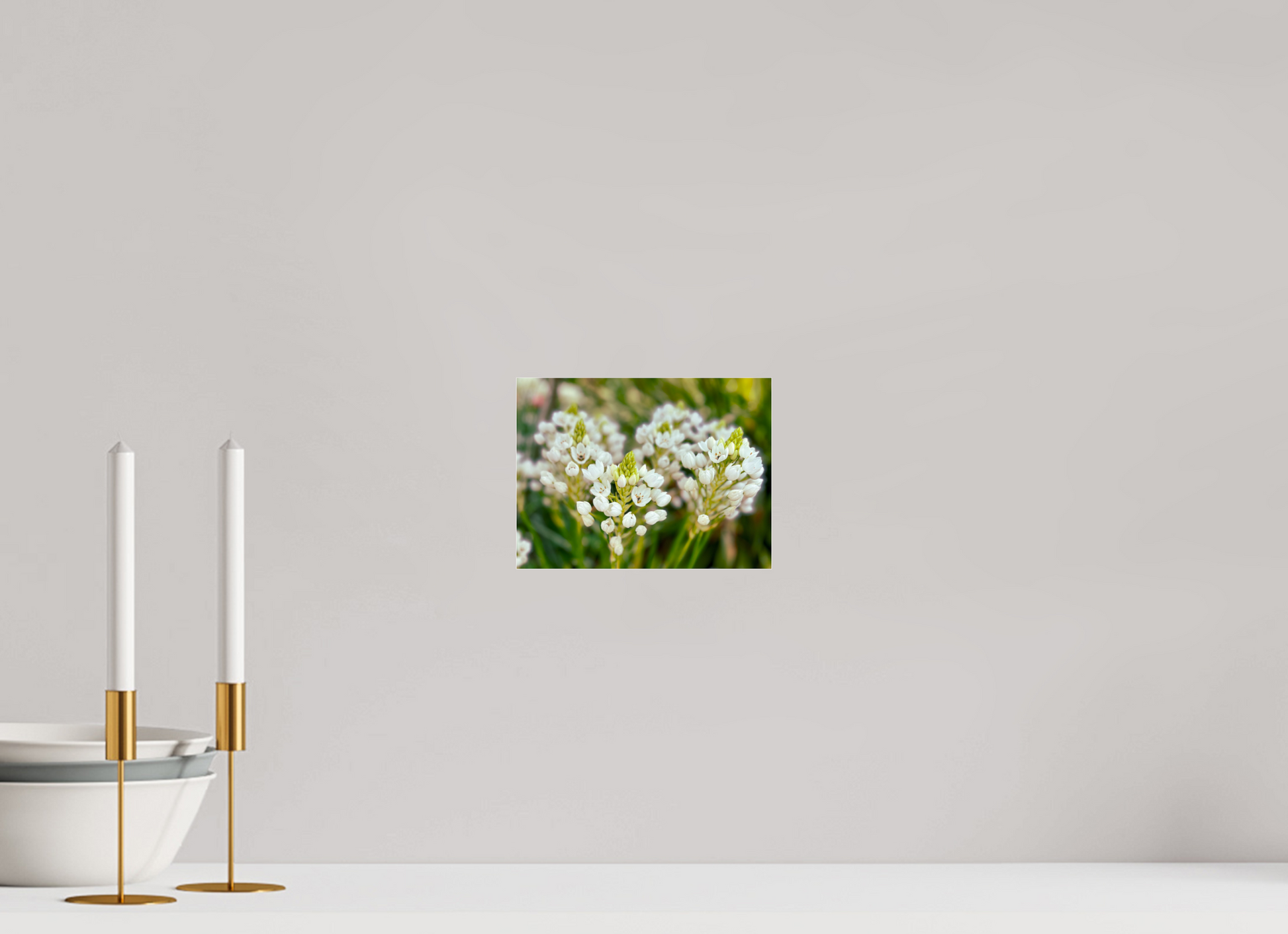 20 x 15 cm, Photo Print Under Acrylic Glass Ornithogalum Arabicum