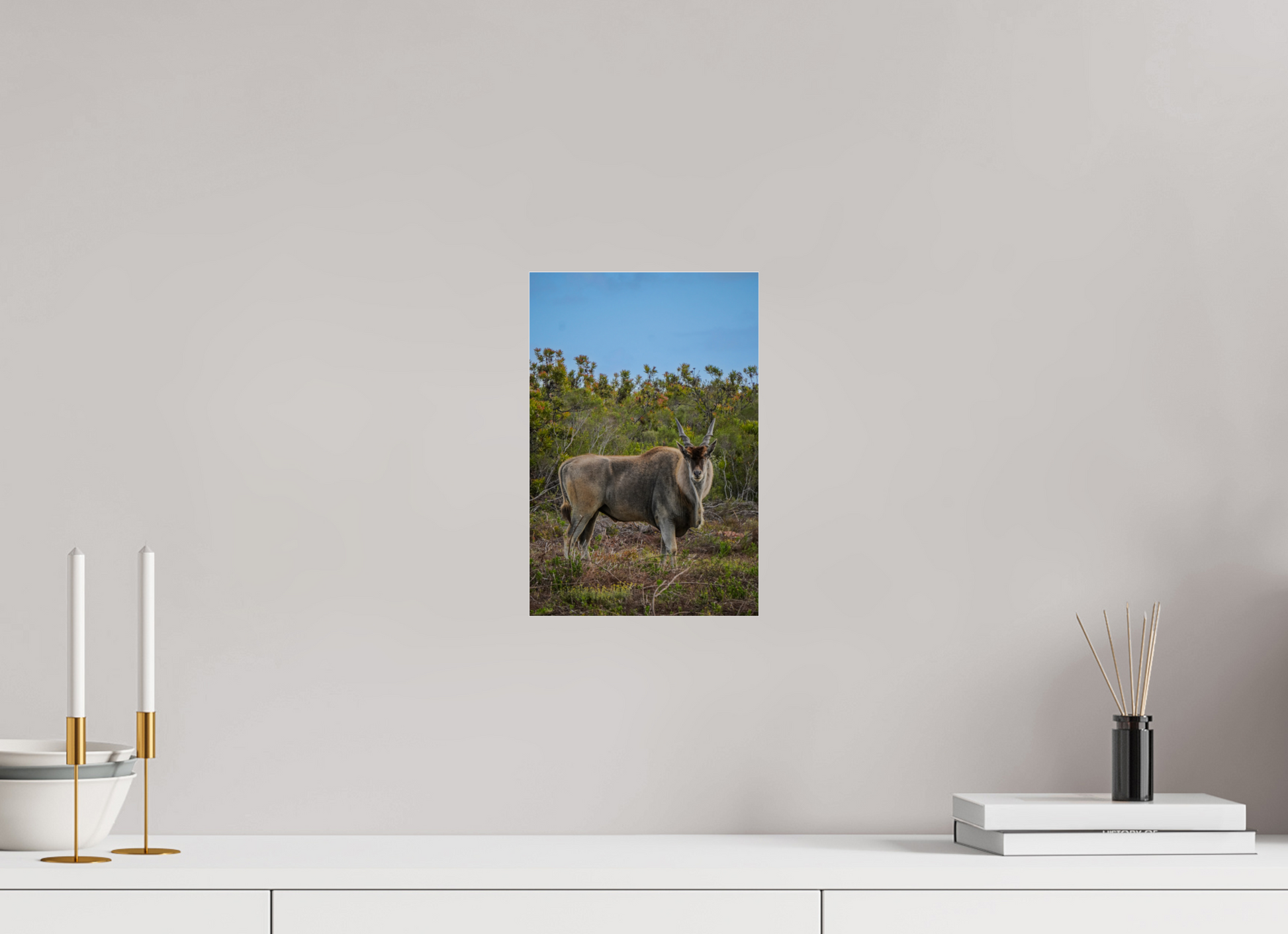 20 x 30 cm, Photo Print Under Acrylic Glass Eland Antilope