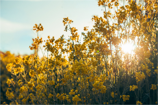 Main image Springlight