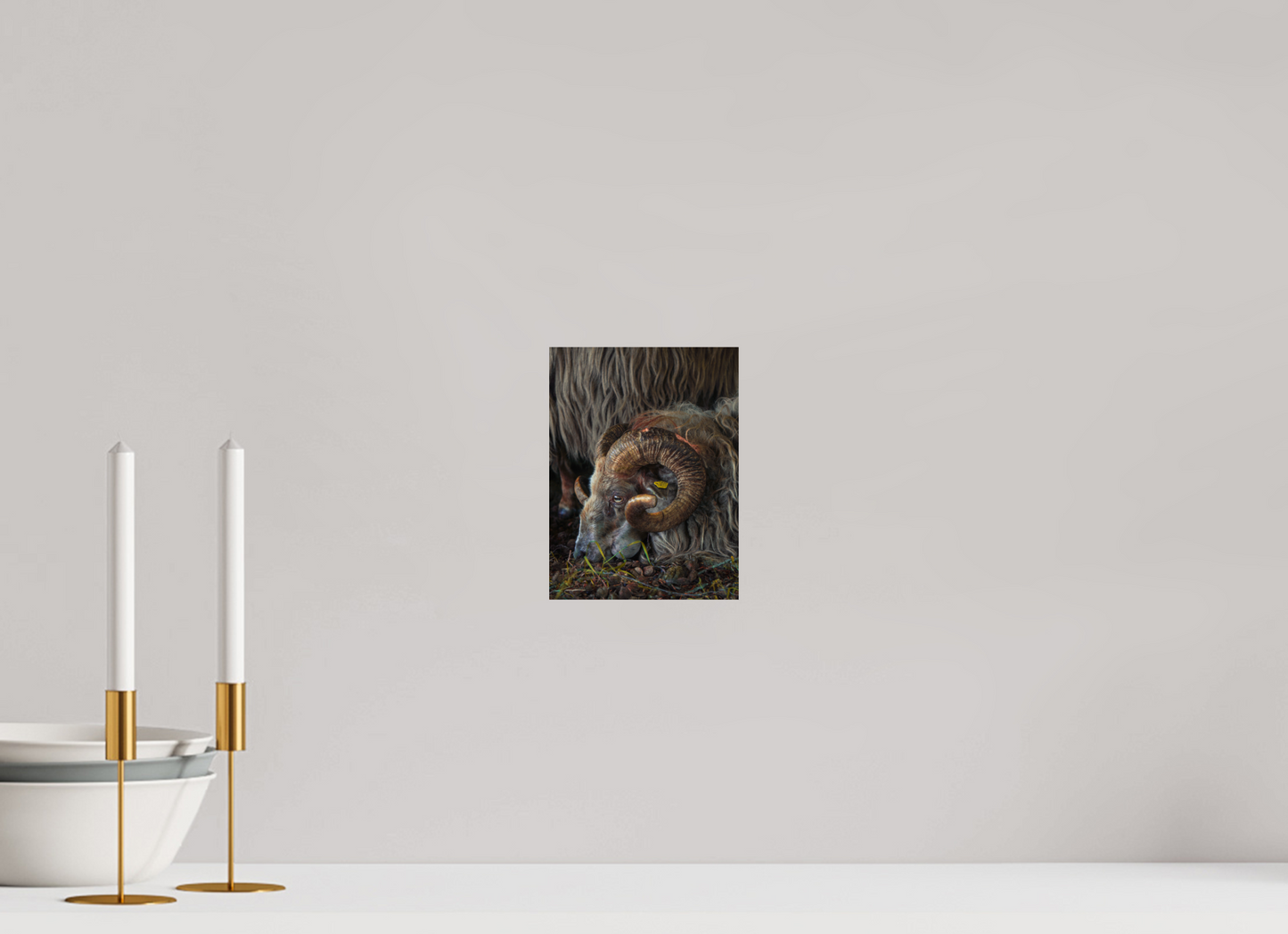 15 x 20 cm, Photo Print On Fuji Crystal DP II Drentse heidenschaap
