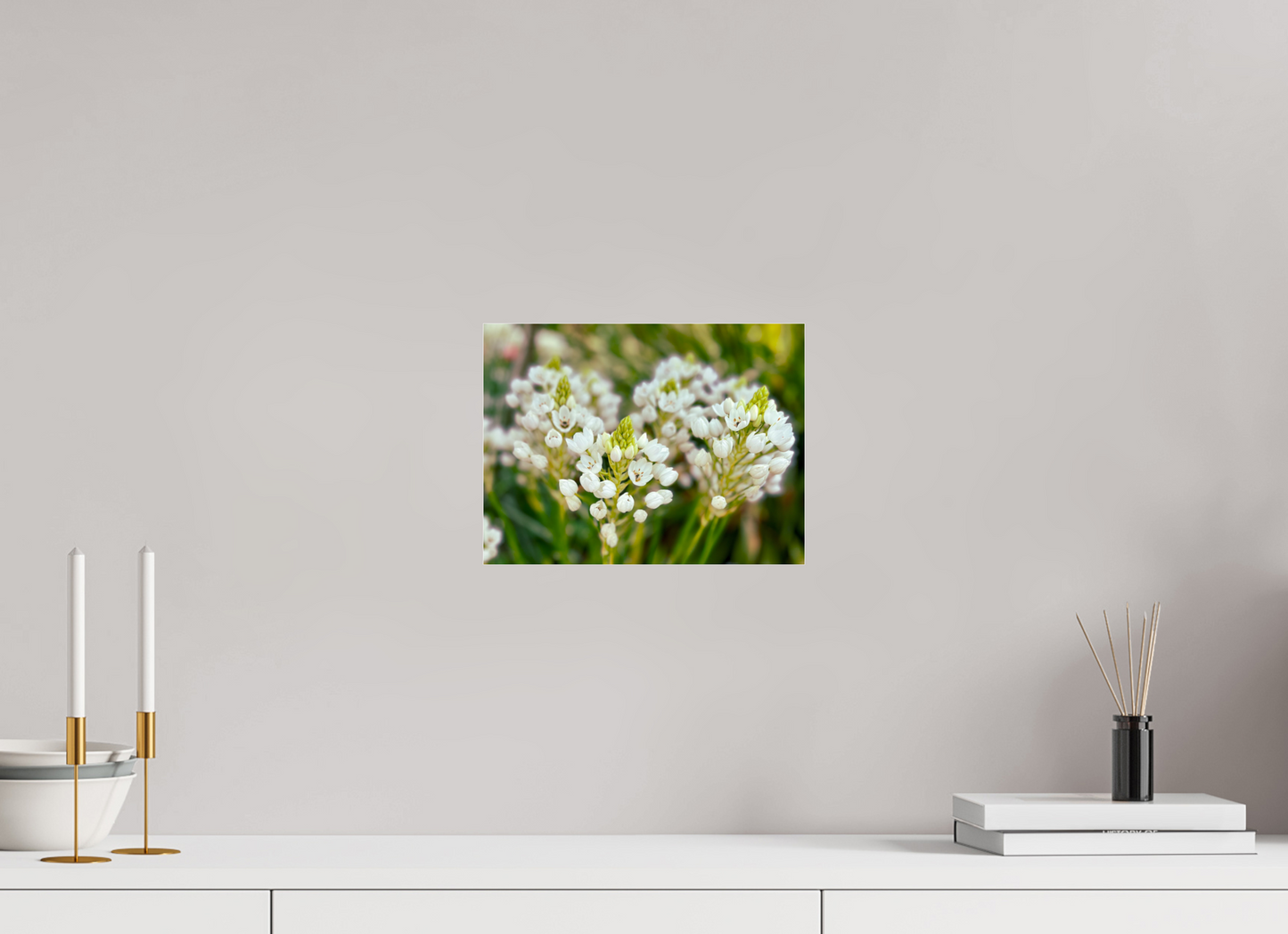 28 x 21 cm, Photo Print Under Acrylic Glass Ornithogalum Arabicum