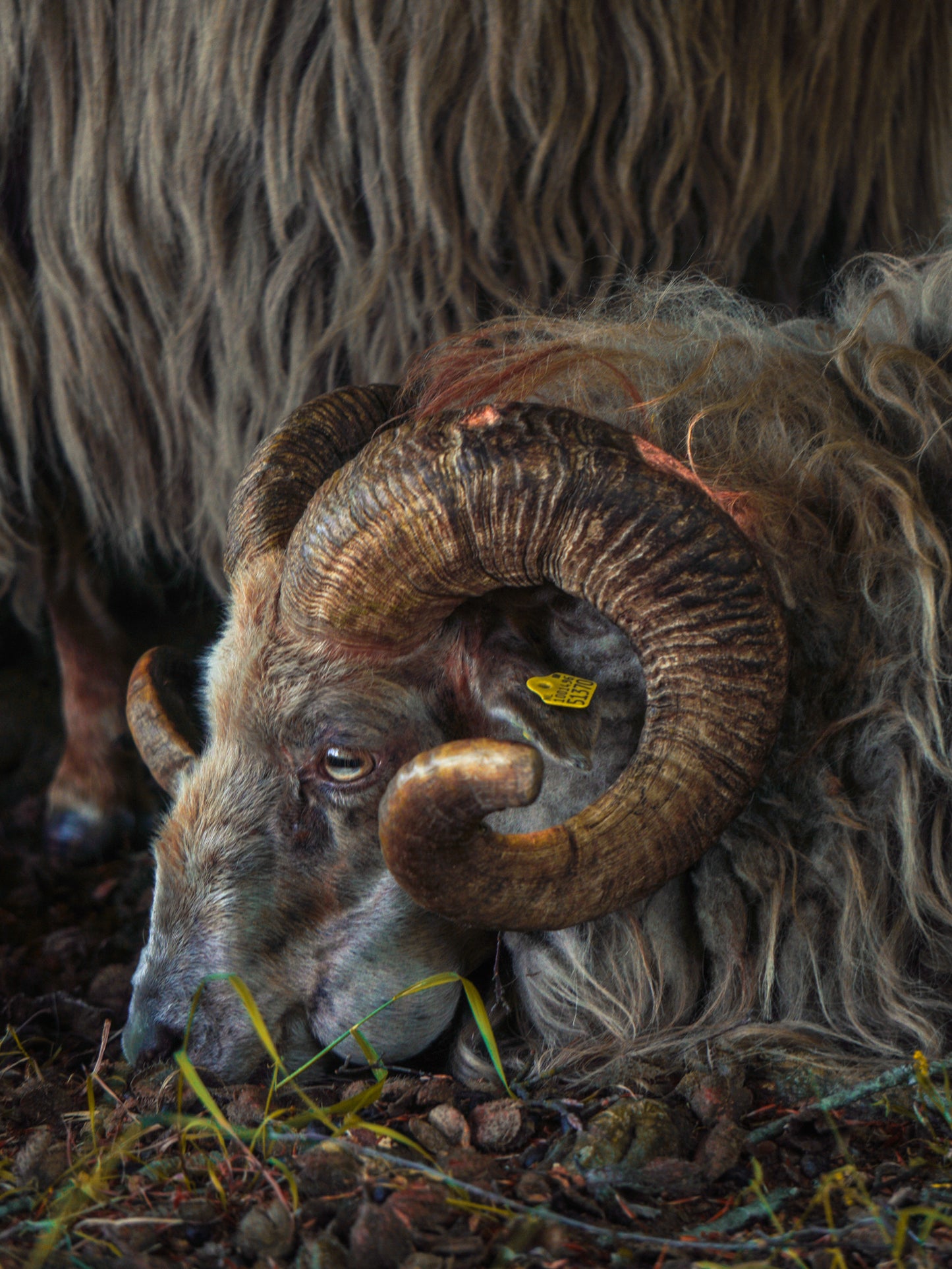 Dutch heath sheep
